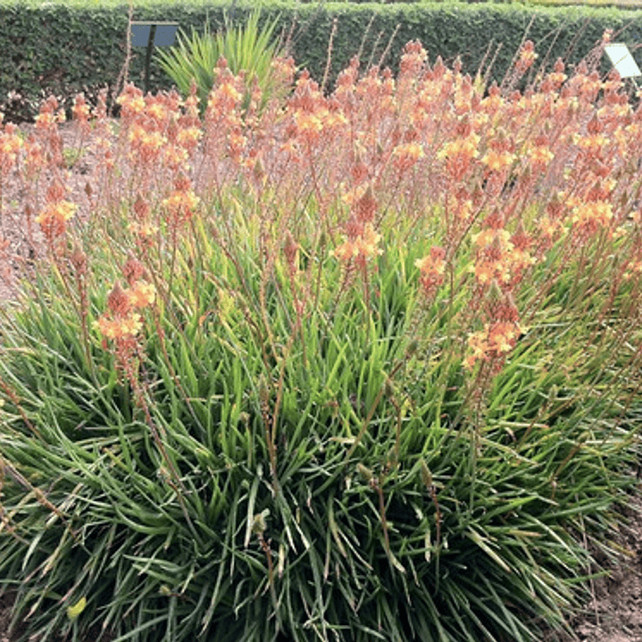 Pack De 10 Bulbine Frutescens Naranjo Planta Ornamental 2