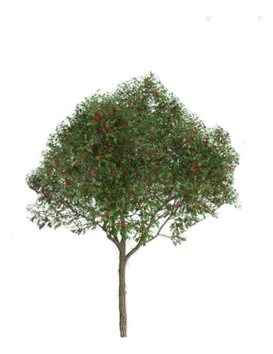 Pimiento Árbol Nativo Ornamental 1,8 mts 1