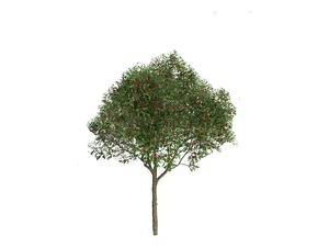 Pimiento Árbol Planta Ornamental