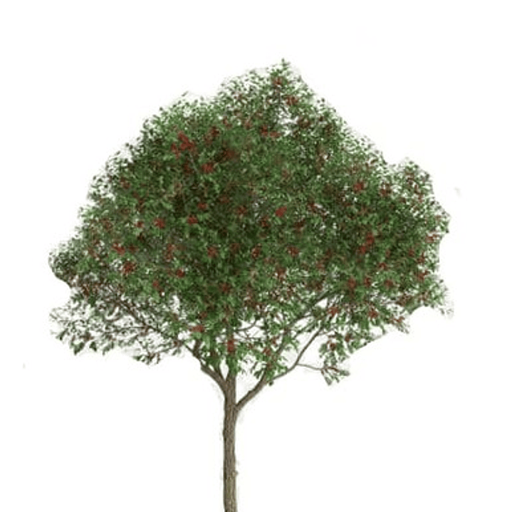 Pimiento Árbol Planta Ornamental 1