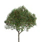 Pimiento Árbol Planta Ornamental - Miniatura 1