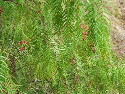 Pimiento Árbol Nativo Ornamental 1,8 mts 2