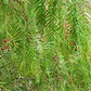 Pimiento Árbol Planta Ornamental - Miniatura 2