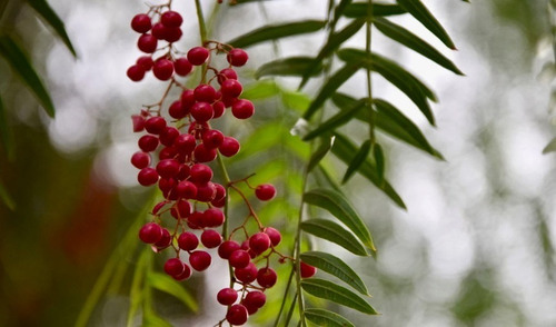Pimiento Árbol Nativo Ornamental 1,8 mts 3