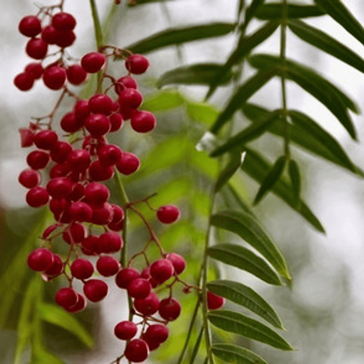 Pimiento Árbol Planta Ornamental 3