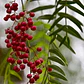Pimiento Árbol Planta Ornamental - Miniatura 3