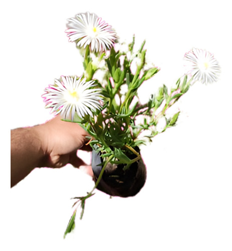 Rayito De Sol Blanco Planta Suculenta Ornamental Flor 1
