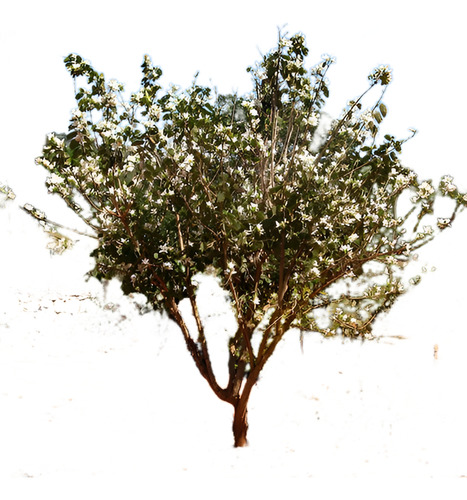 Bahuinia / Pata De Vaca Árbol Pequeño Ornamental Medicinal 1
