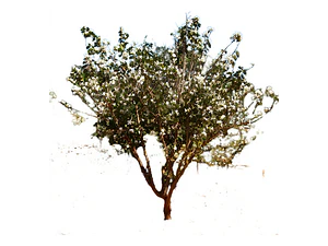 Bahuinia / Pata De Vaca Árbol Pequeño Ornamental Medicinal