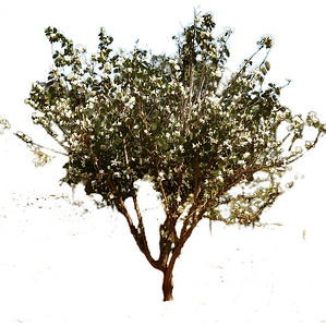 Bahuinia / Pata De Vaca Árbol Pequeño Ornamental Medicinal