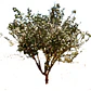 Bahuinia / Pata De Vaca Árbol Pequeño Ornamental Medicinal - Miniatura 1