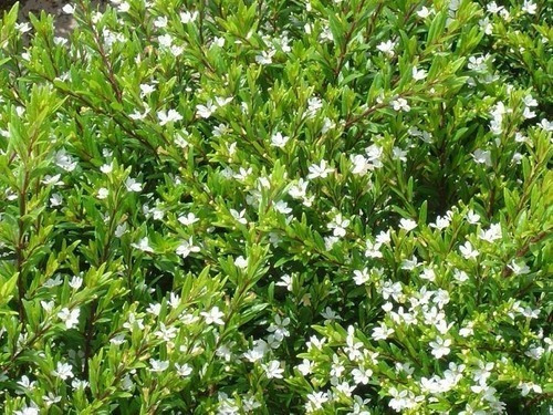 Erica Blanca Arbusto Planta Ornamental 1