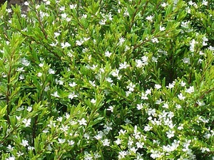 Erica Blanca Arbusto Planta Ornamental