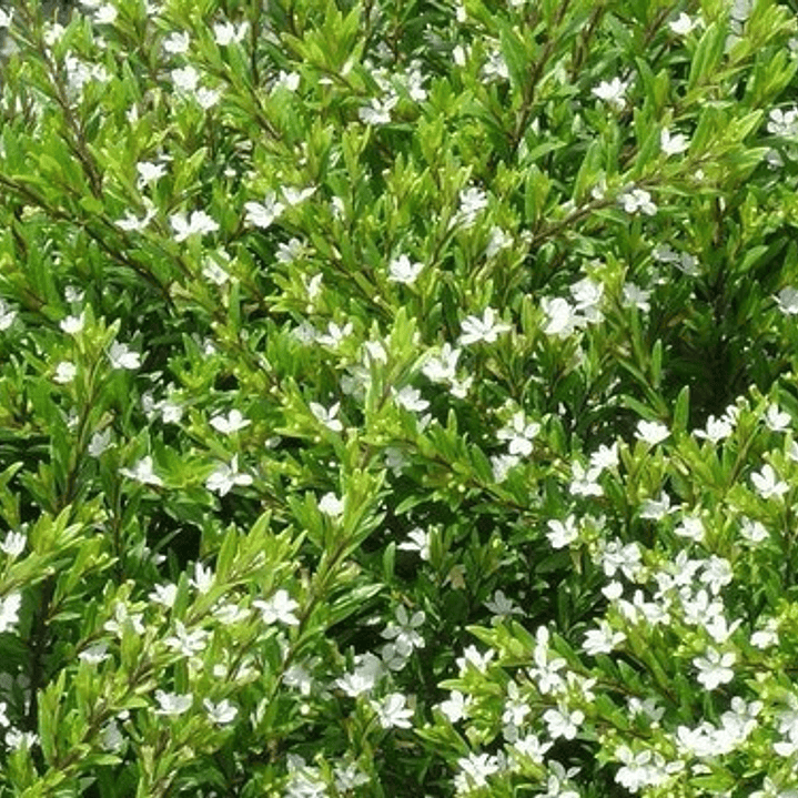 Erica Blanca Arbusto Planta Ornamental 1