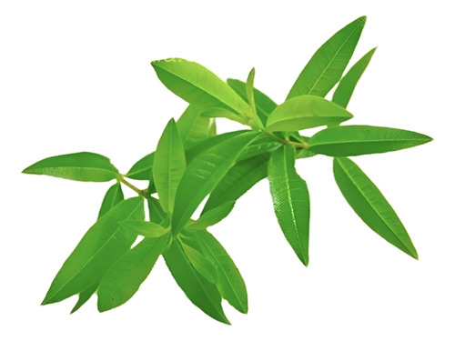 Cedrón Mediano Planta Arbusto Medicinal Ornamental 1