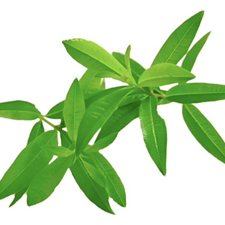 Cedrón Mediano Planta Arbusto Medicinal Ornamental 1