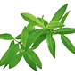 Cedrón Mediano Planta Arbusto Medicinal Ornamental - Miniatura 1