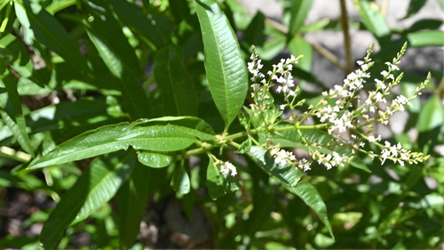 Cedrón Mediano Planta Arbusto Medicinal Ornamental 2