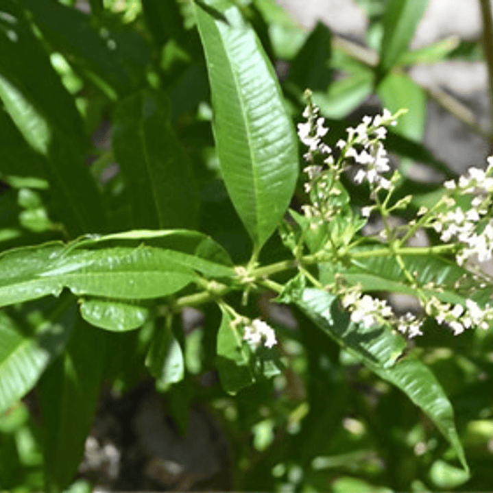 Cedrón Mediano Planta Arbusto Medicinal Ornamental 2