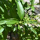 Cedrón Mediano Planta Arbusto Medicinal Ornamental - Miniatura 2