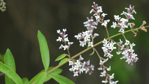 Cedrón Mediano Planta Arbusto Medicinal Ornamental 3