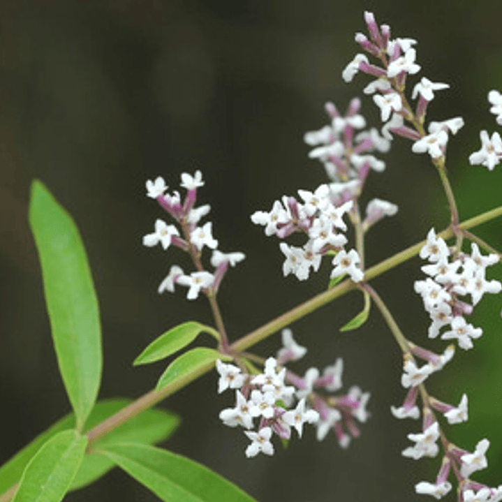 Cedrón Mediano Planta Arbusto Medicinal Ornamental 3