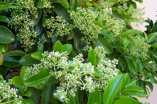Viburnum Lucidum Arbusto Ornamental 1