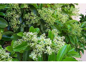 Viburnum Lucidum Arbusto Ornamental