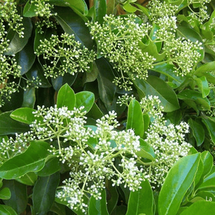 Viburnum Lucidum Arbusto Ornamental 1
