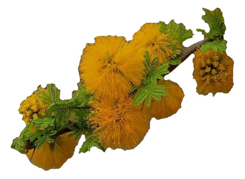 Espino Chileno / Acacia Caven Árbol Ornamental Nativo 1