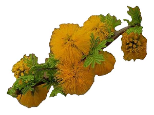 Espino Chileno / Acacia Caven Árbol Ornamental Nativo