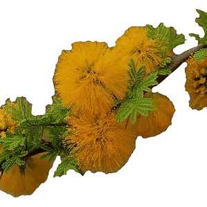 Espino Chileno / Acacia Caven Árbol Ornamental Nativo