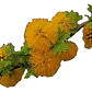 Espino Chileno / Acacia Caven Árbol Ornamental Nativo - Miniatura 1