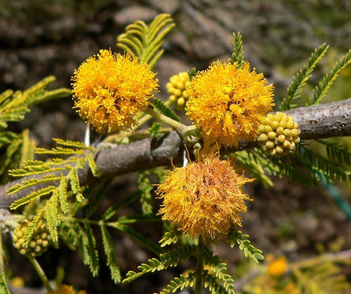 Espino Chileno / Acacia Caven Árbol Ornamental Nativo 2