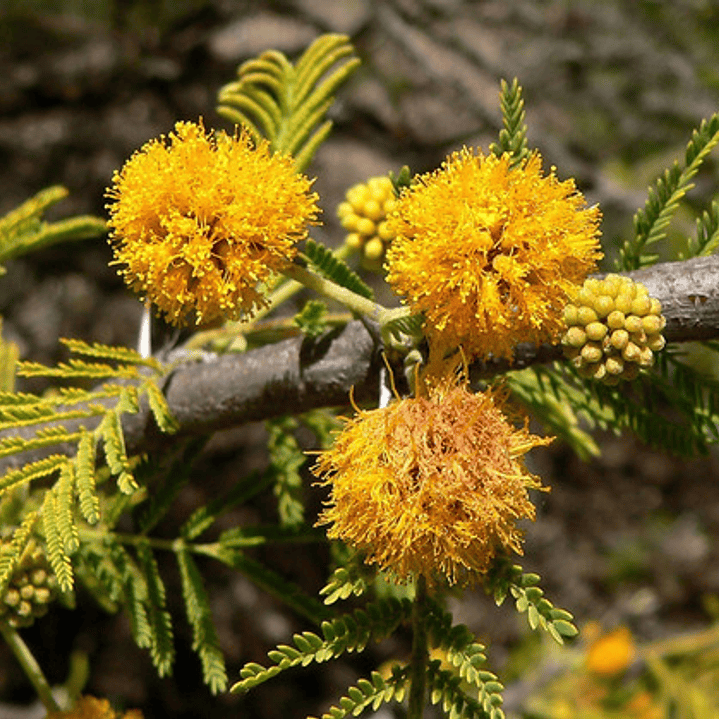 Espino Chileno / Acacia Caven Árbol Ornamental Nativo 2