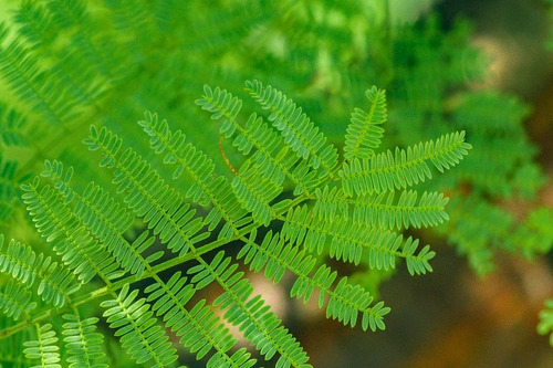 Espino Chileno / Acacia Caven Árbol Ornamental Nativo 3