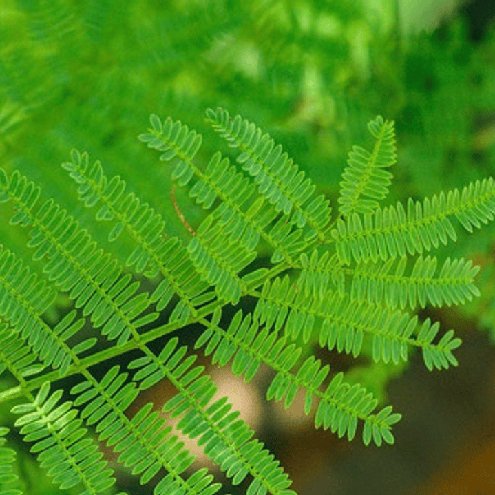 Espino Chileno / Acacia Caven Árbol Ornamental Nativo 3