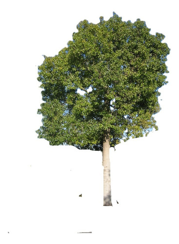 Brachichito/ Brachychiton Populneus / Árbol Ornamental 1