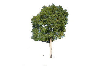 Brachichito/ Brachychiton Populneus / Árbol Ornamental