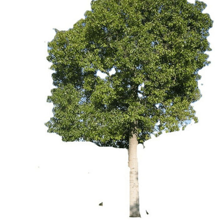 Brachichito/ Brachychiton Populneus / Árbol Ornamental 1