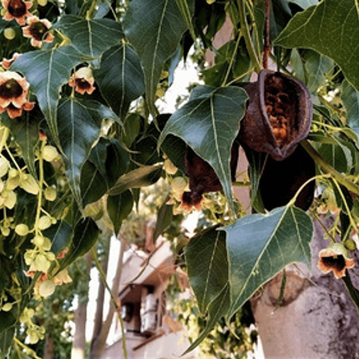 Brachichito/ Brachychiton Populneus / Árbol Ornamental 2