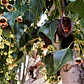 Brachichito/ Brachychiton Populneus / Árbol Ornamental - Miniatura 2