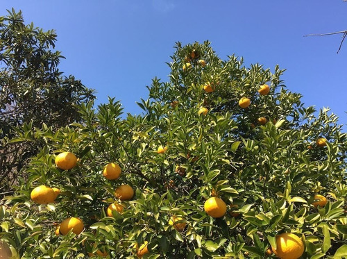Pomelo Rosado Árbol Frutal Injertado 3