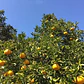 Pomelo Rosado Árbol Frutal Injertado - Miniatura 3