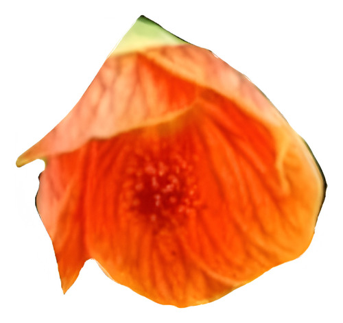 Abutilon Rojo Arbusto Ornamental Flor 1