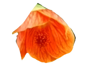 Abutilon Rojo Arbusto Ornamental Flor