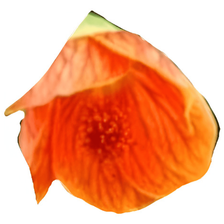 Abutilon Rojo Arbusto Ornamental Flor 1