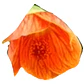 Abutilon Rojo Arbusto Ornamental Flor - Miniatura 1