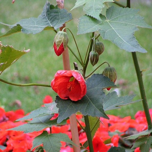 Abutilon Rojo Arbusto Ornamental Flor 2
