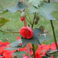 Abutilon Rojo Arbusto Ornamental Flor - Miniatura 2